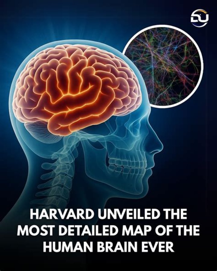 Does brain ever rest?