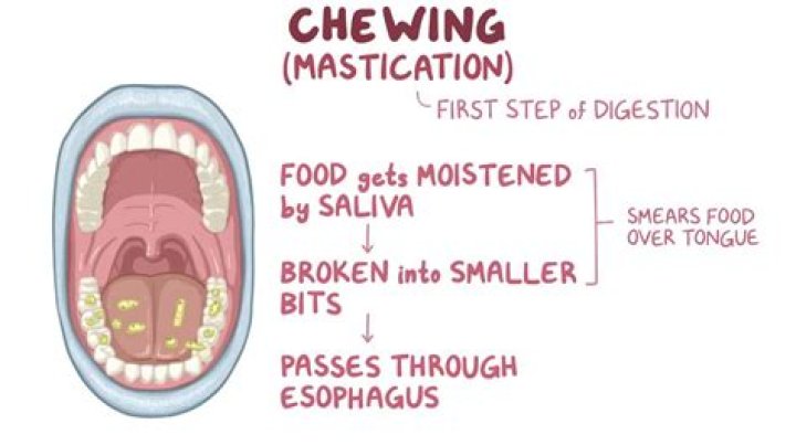 Does chewing wear a dog out?