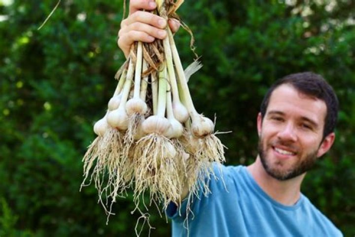Does China grow garlic in human feces?