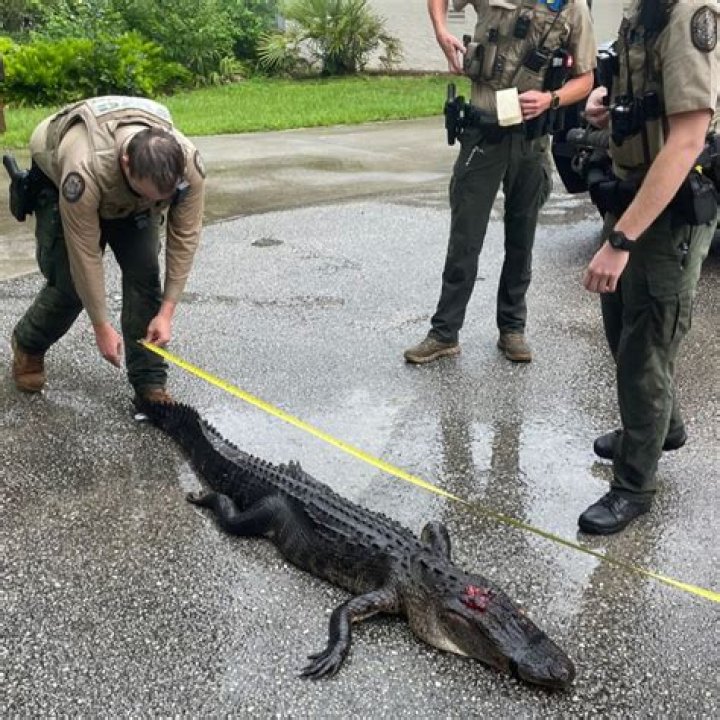 Does Disney get rid of alligators?