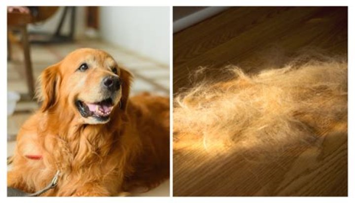 Does egg help dog shedding?