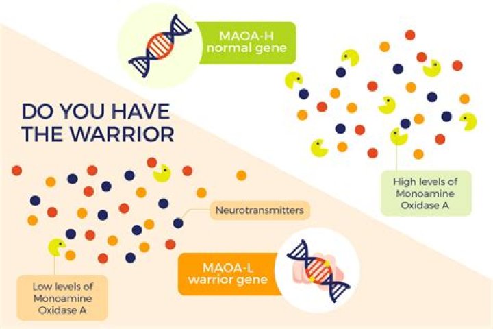 Does everyone have the warrior gene?