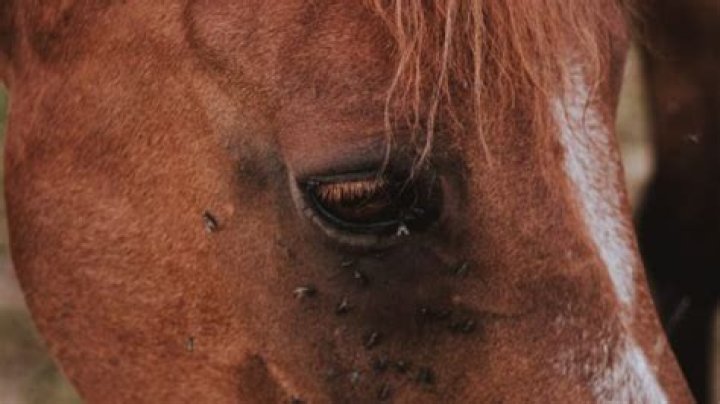 Does garlic repel flies on horses?