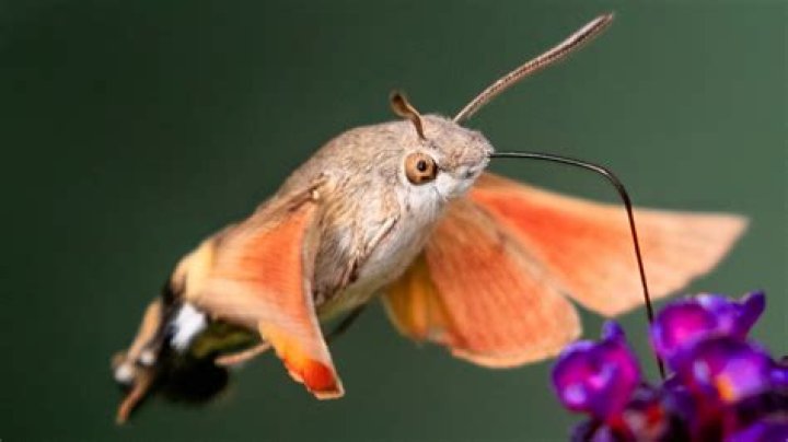 Does Hawk Moth have a Kwami?