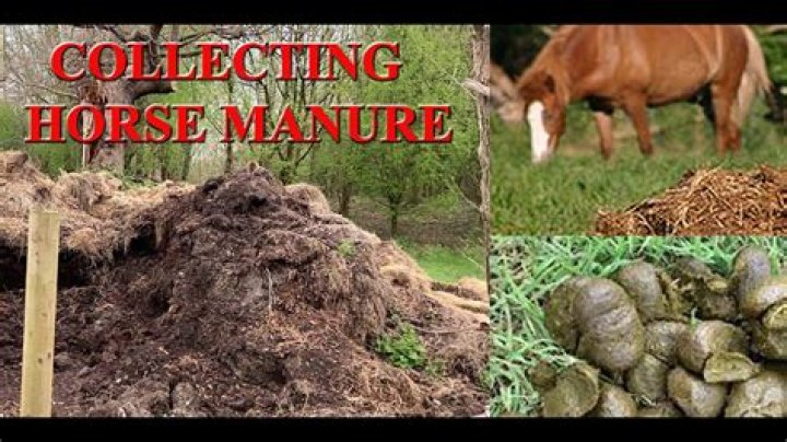 Does horse manure have parasites?