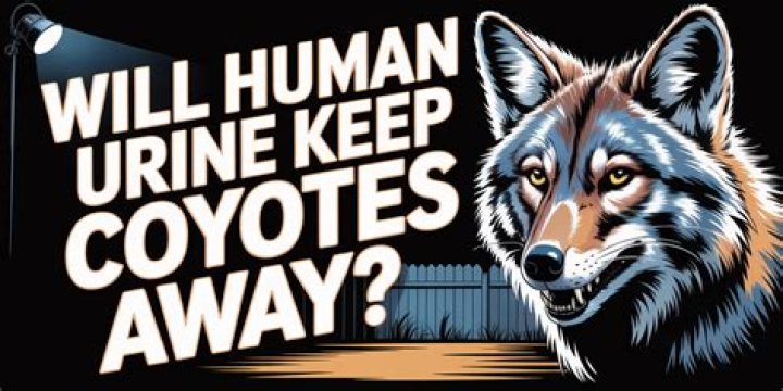 Does human urine keep coyotes away?