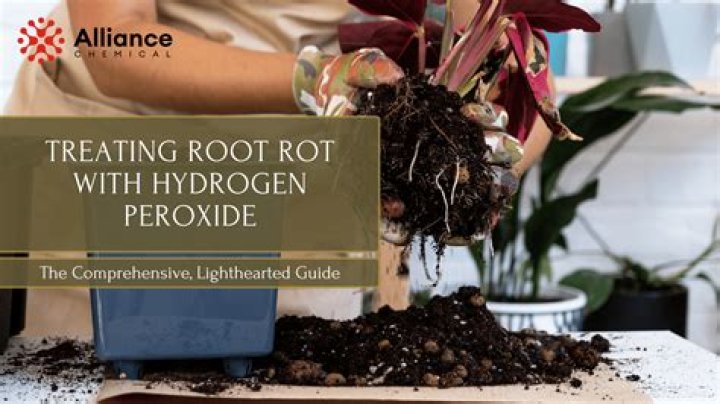 Does hydrogen peroxide treat root rot?