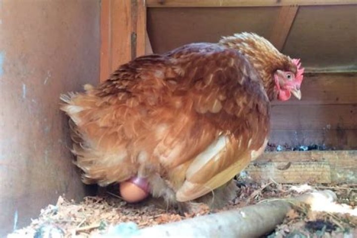 Does laying an egg hurt?