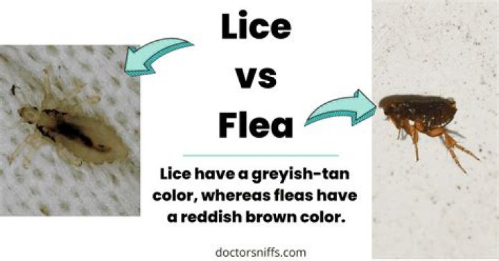 Does lice feel like sand?