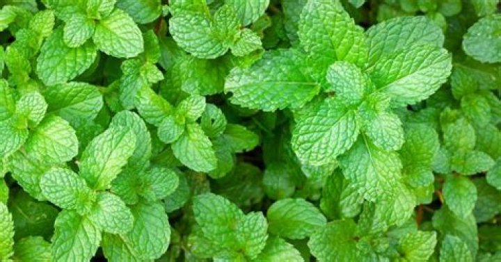 Does Mint keep flies away?