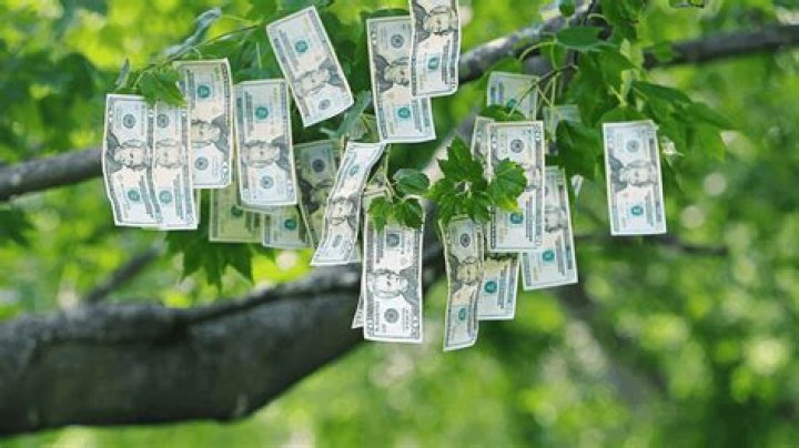 Does money grow on trees?