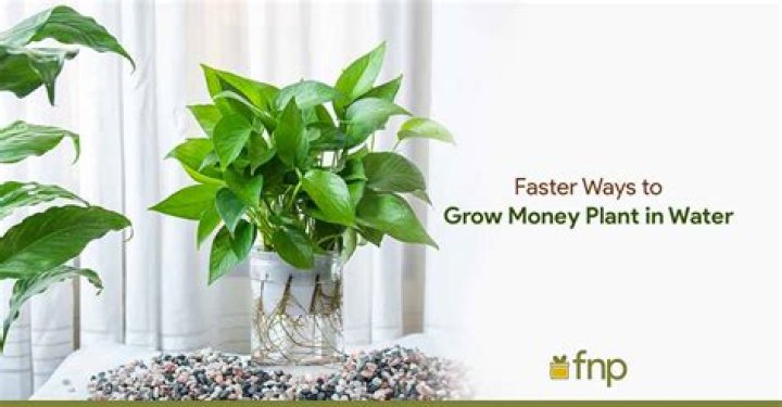 Does money tree purify air?
