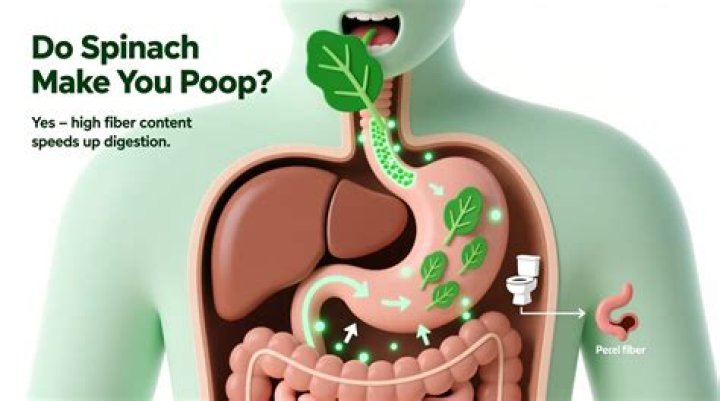 Does moringa make you poop?