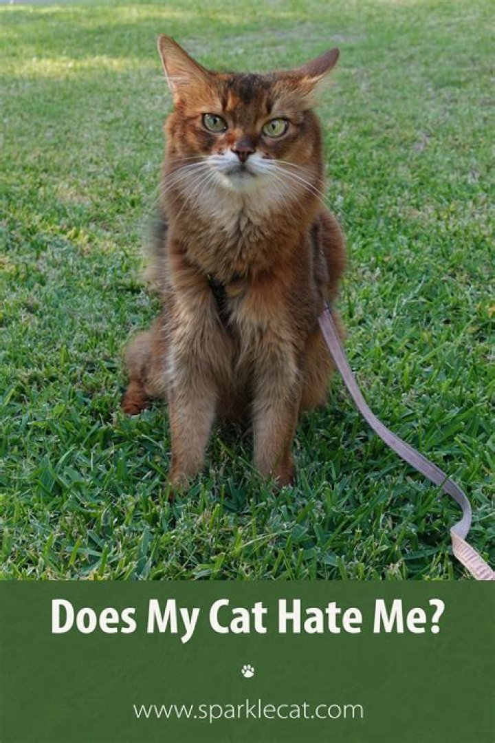 Does my cat hate me for giving medicine?