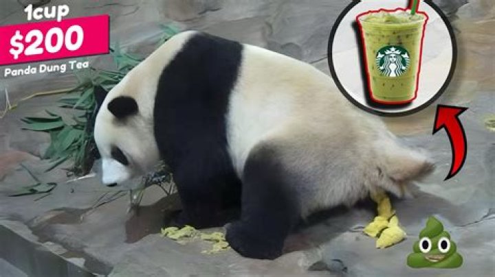 Does panda poop smell good?