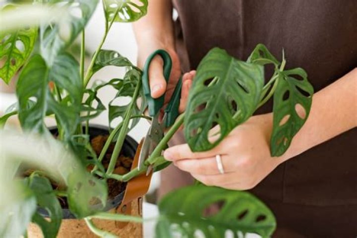 Does pruning Monstera encourage growth?