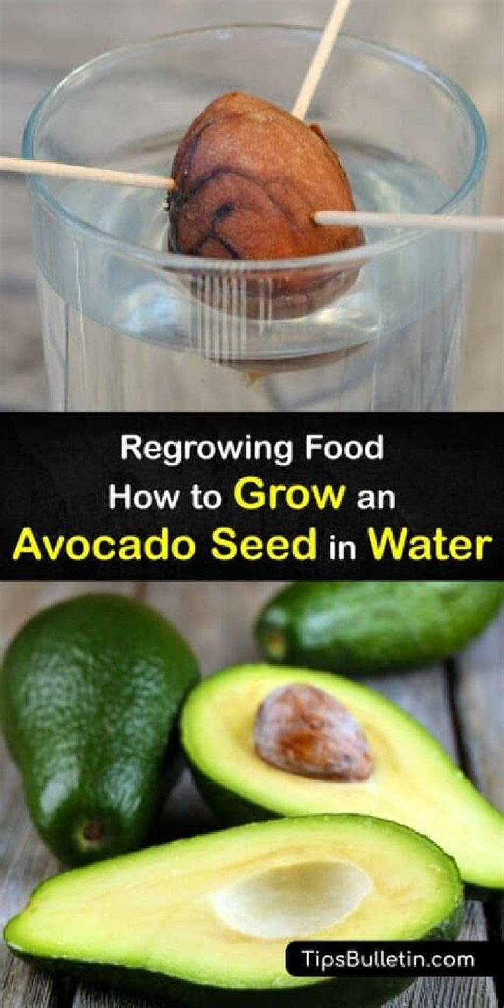 Does putting an avocado in water keep it fresh?