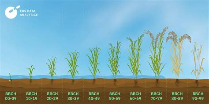 Does rice grown in California have arsenic?