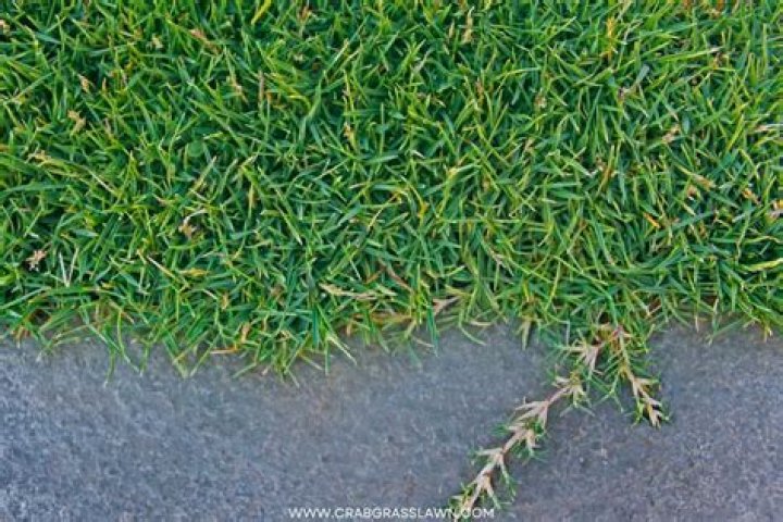 Does sand grass spread hallowed?