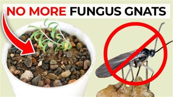 Does sand stop fungus gnats?