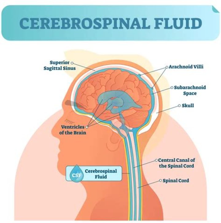 Does spinal fluid go to the brain?