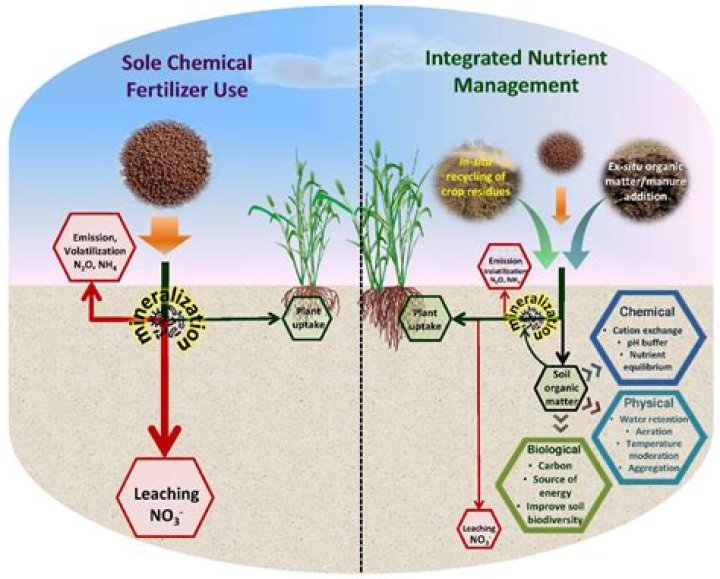 Does synthetic fertilizer remain in the soil longer?