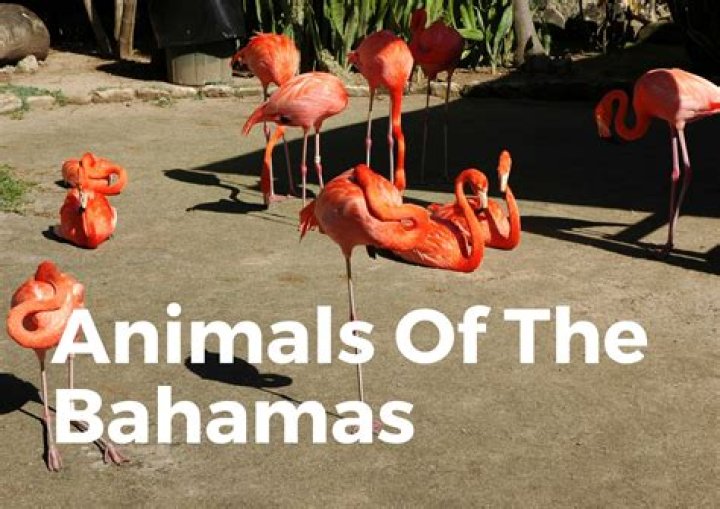 Does the Bahamas have exotic animals?