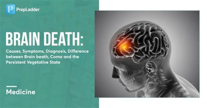 Does the brain decay after death?