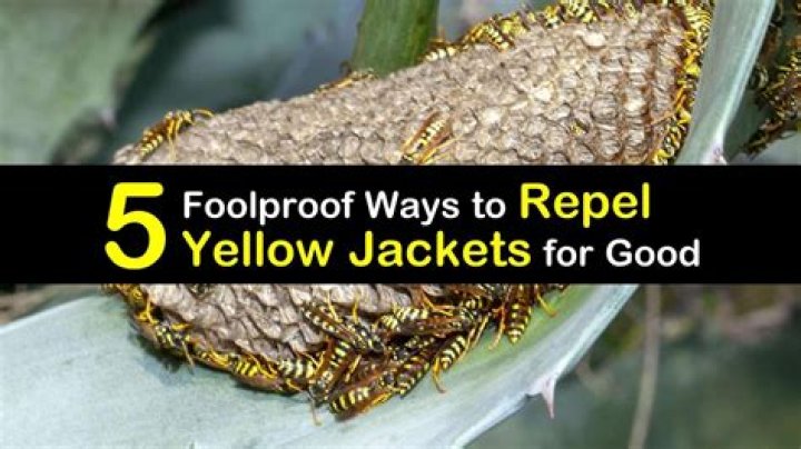 Does vinegar repel yellow jackets?