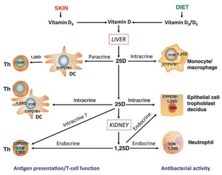 Does vitamin D increase red blood cells?