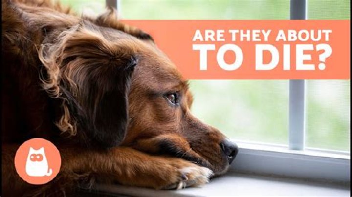 Does your pet know when they are dying?
