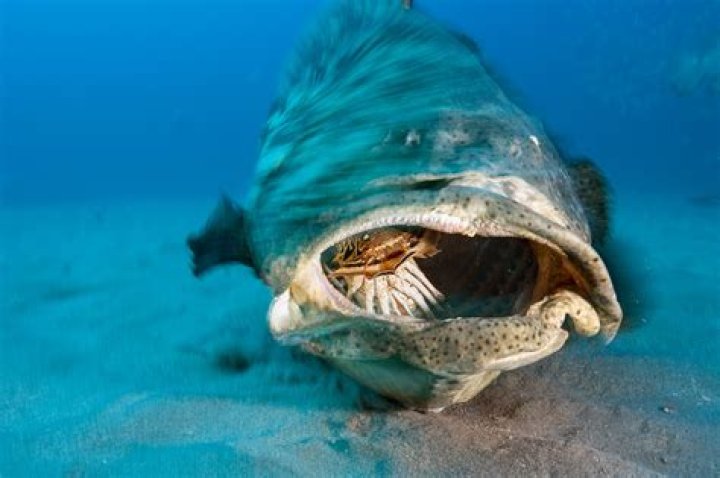 Has a grouper ever eaten a human?