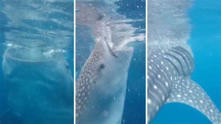 Has a whale shark ever accidentally swallowed a human?