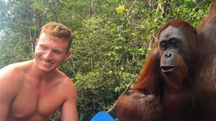Has an orangutan ever attacked a human?
