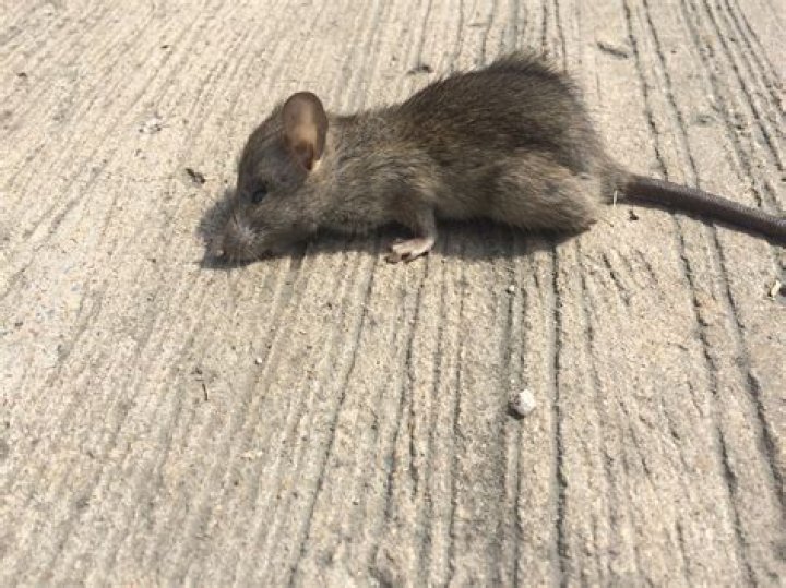 How big is a mouse litter?