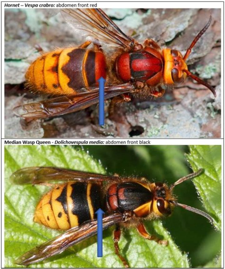 How big is a queen hornet?