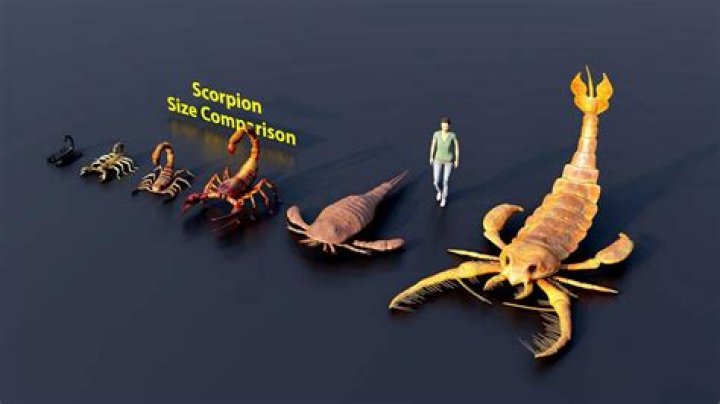 How big is a Radscorpion?