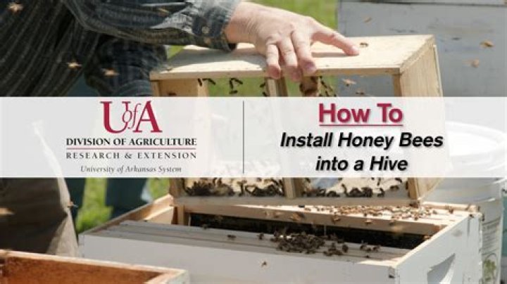 How can I attract bees to my hive?