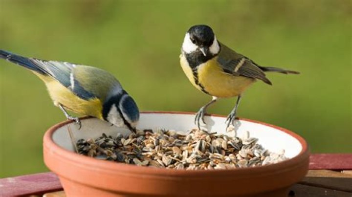 How can I feed my garden birds without attracting rats?