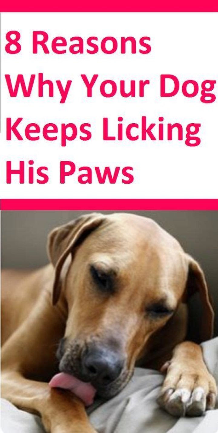 How can I get my dog to stop licking his paws?