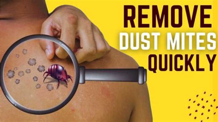 How can I get rid of mites?