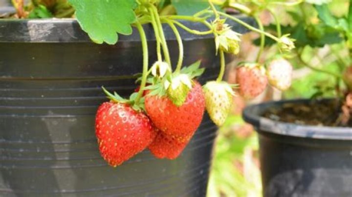 How can I make my strawberries grow bigger and sweeter?