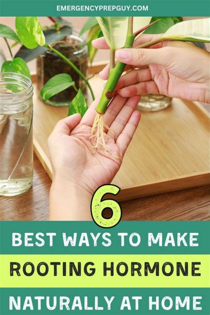 How can I make rooting hormone at home?