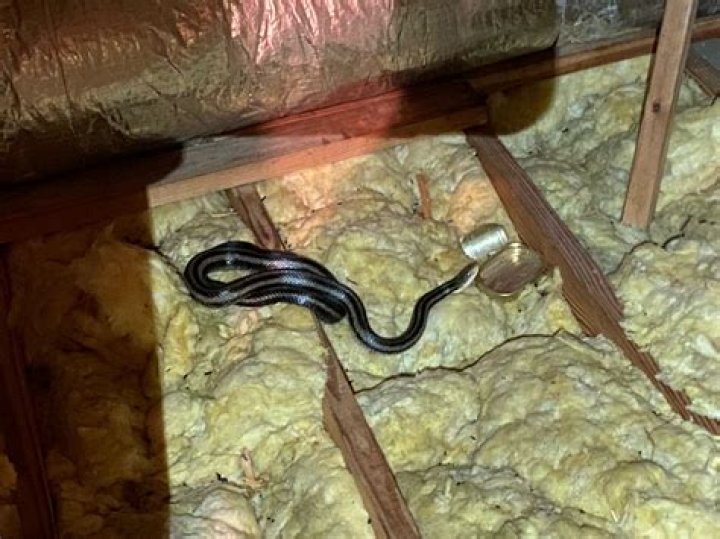 How can I tell if there's a snake in my house?