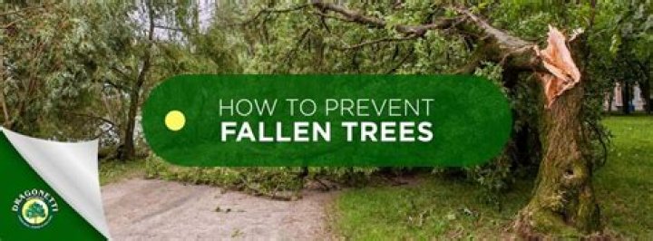 How can we prevent trees from falling in a hurricane?