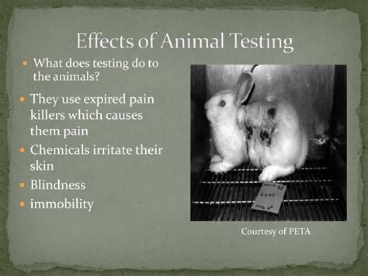 How can we stop animal testing?