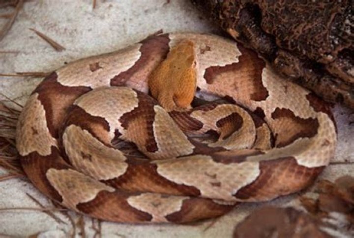 How can you tell a copperhead snake?