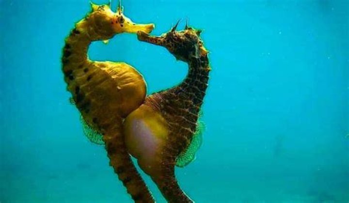 How can you tell a male seahorse from a female?