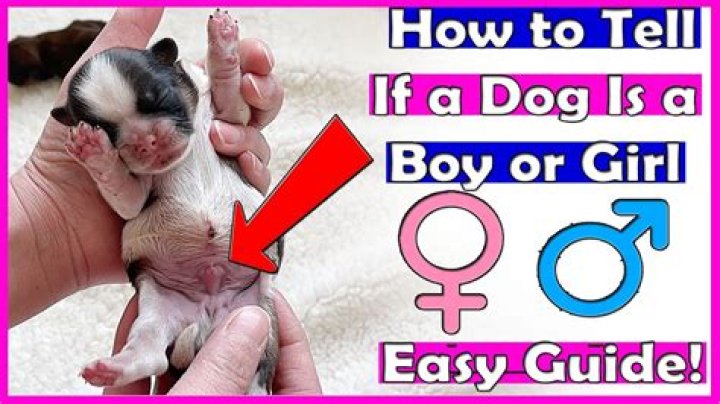 How can you tell if a dog is reincarnated?