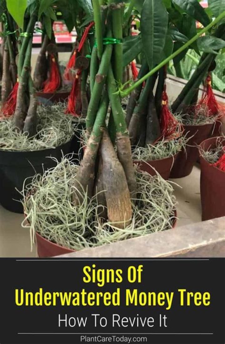How can you tell if a money tree is dying?